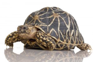 Indian Starred Tortoise in front of a white backgroung